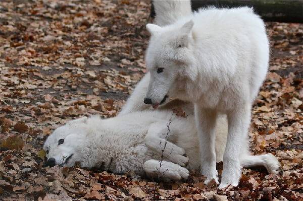 Волки