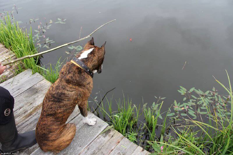 На рыбалку с собакой