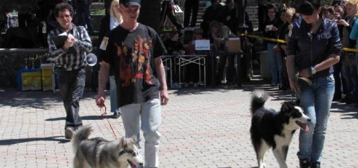 Выставка собак в Крыму