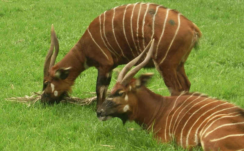 Антилопы бонго