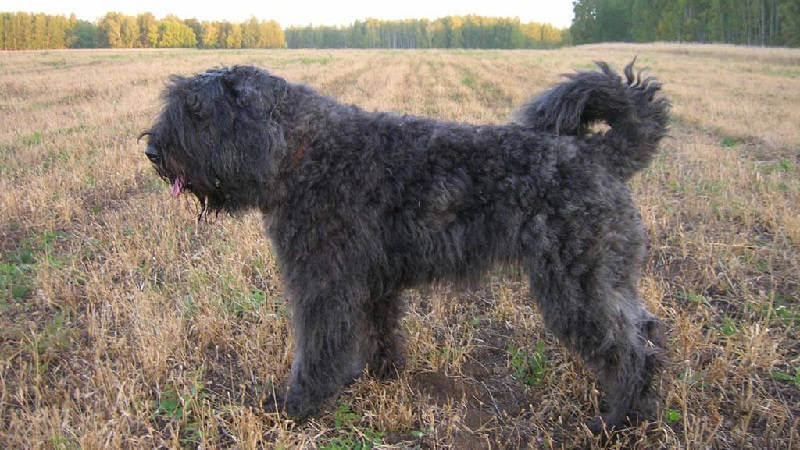 Фландрский бувье