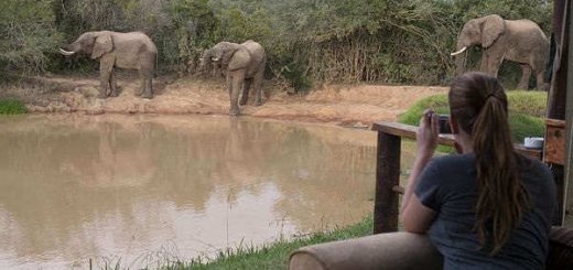 Фотографирование слонов