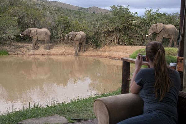 Фотографирование слонов