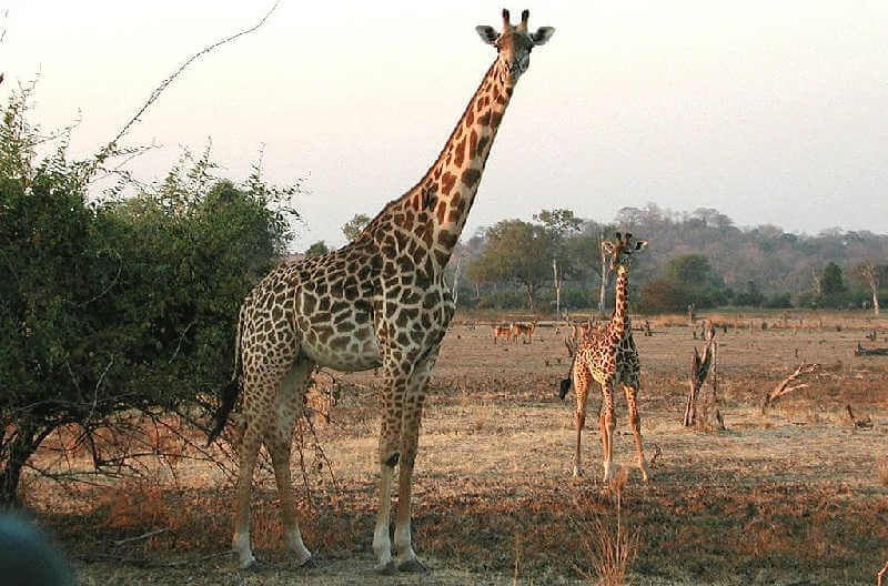 Отлов жирафов