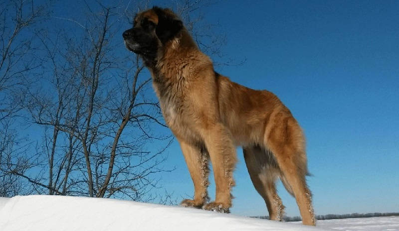 Леонбергер