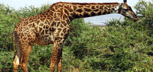 Ловля жирафов