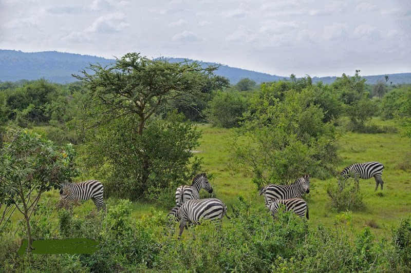 Ловля зебр в Уганде