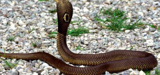 Ядовитая змея - кобра