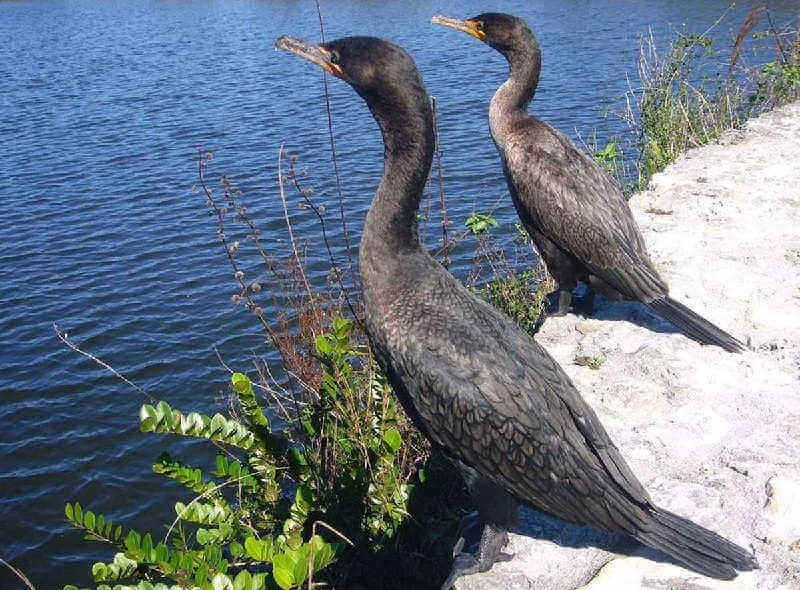 Бакланы