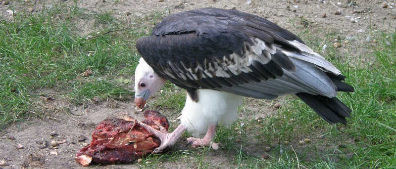 Гриф