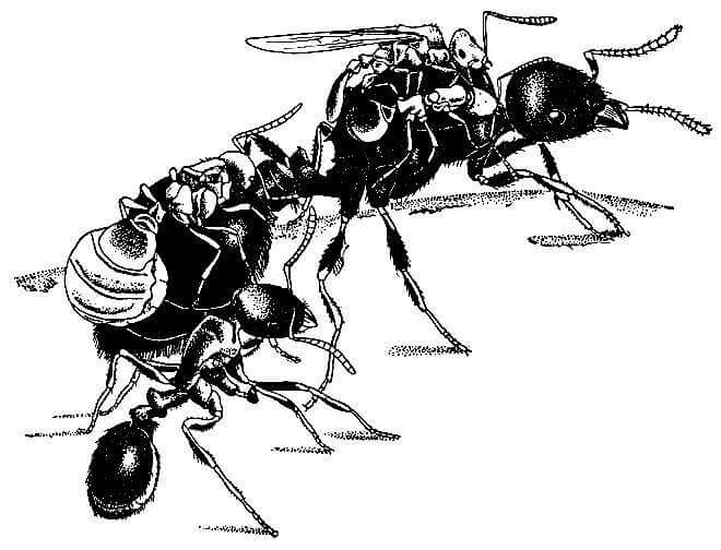 Инквилинизм у насекомых