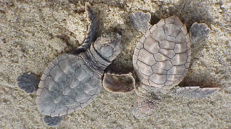 Черепахи логгерхед