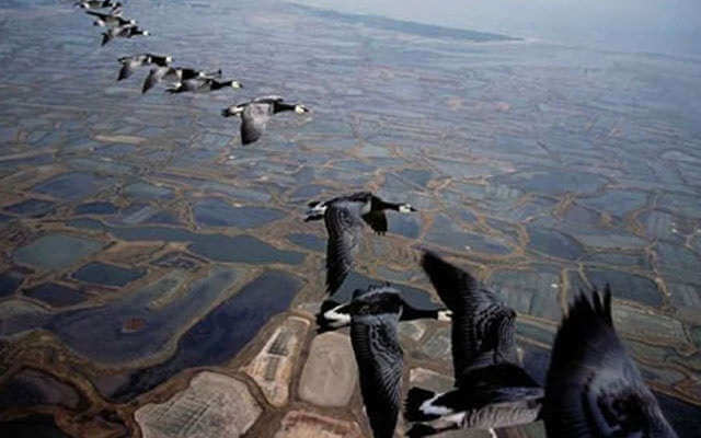 Магнитная восприимчивость птиц
