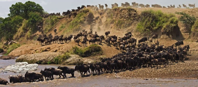 Миграции животных по суше