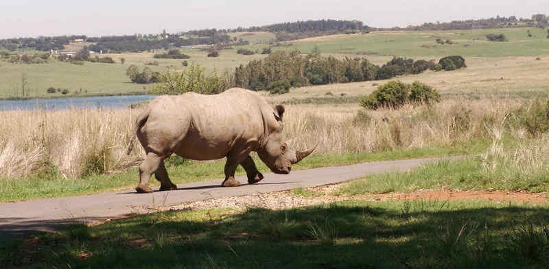 Отлов носорогов в Африке