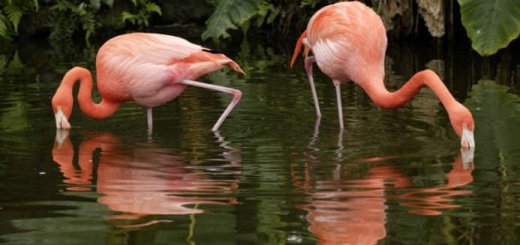 Чем питаются фламинго