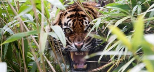 Парализующее рычание тигра