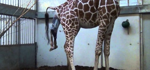 Рождение жирафа