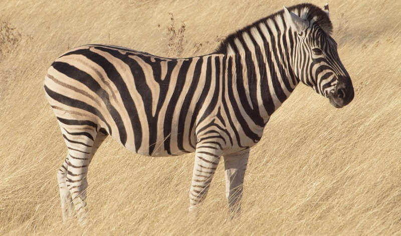 Саванная зебра