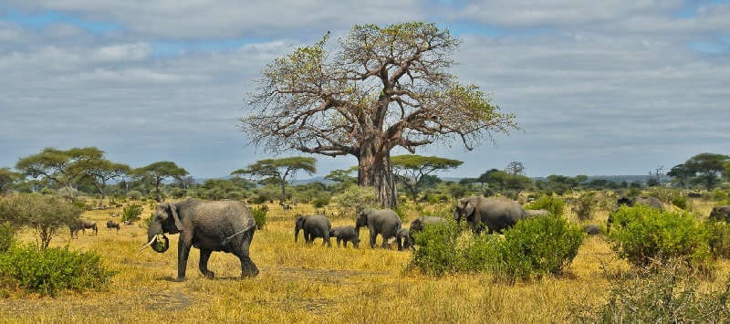 Слоны в Африке