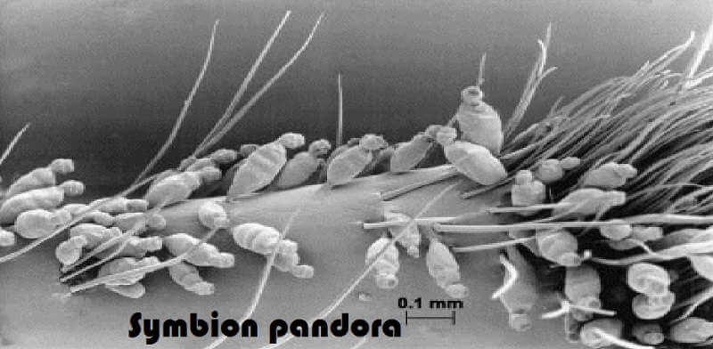 Symbion pandora