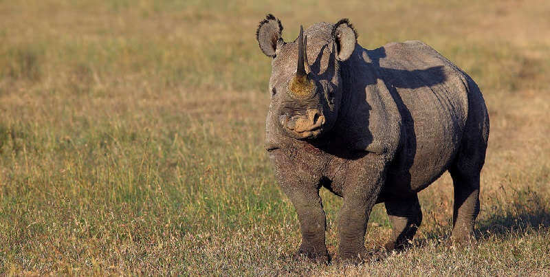 Встреча с носорогом