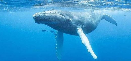 Язык китообразных