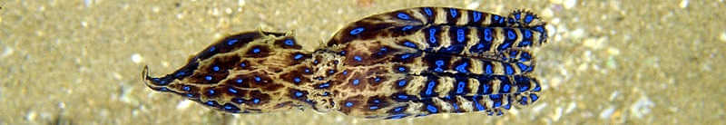 Осьминог Hapalochlaena maculosa