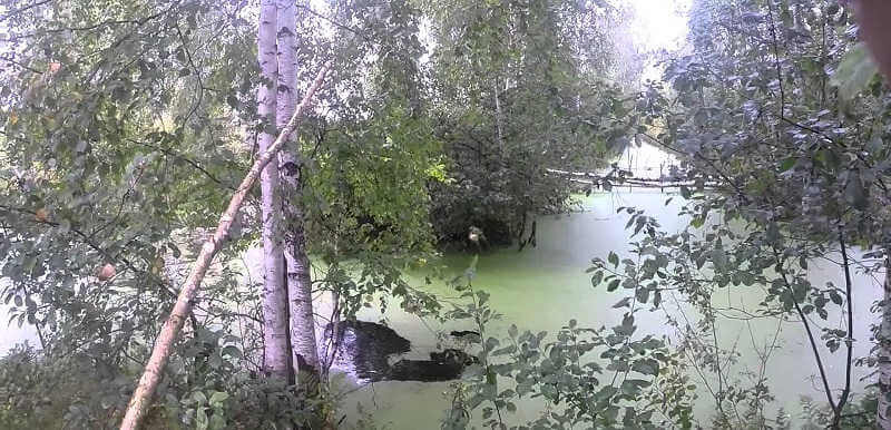Ловля щуки на живца