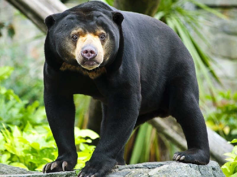 Малайский медведь