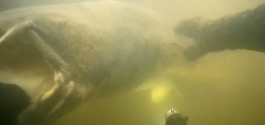Подводная охота на сома на Волге