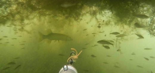 Подводная охота на карповом озере
