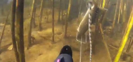 Подводная охота на щуку