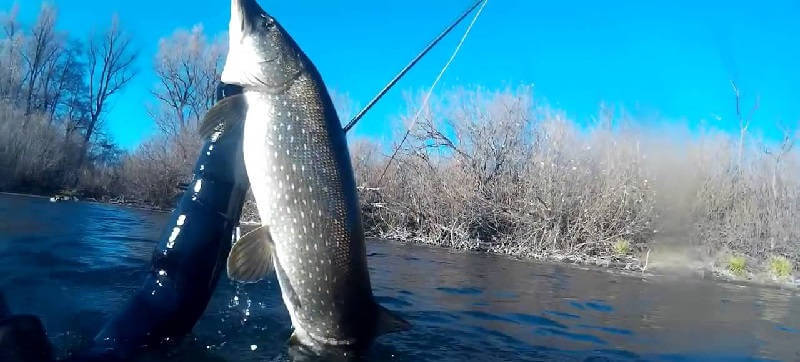 Подводная охота в чистой воде