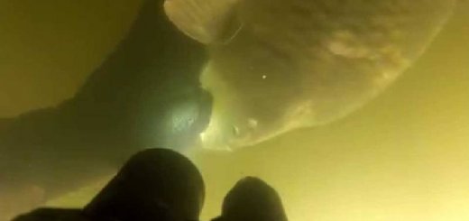 Подводная охота на реке Рось