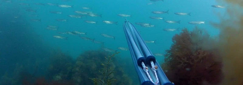 Подводная охота на Черном море в апреле