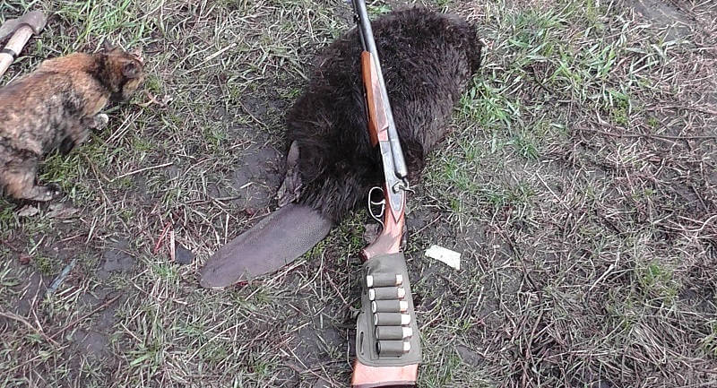Охота на бобра