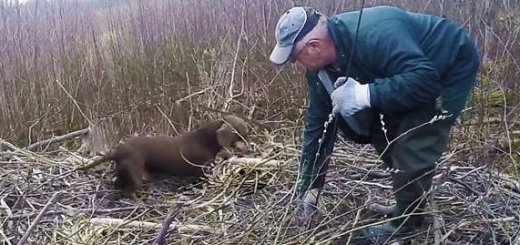 Охота на бобра с таксами