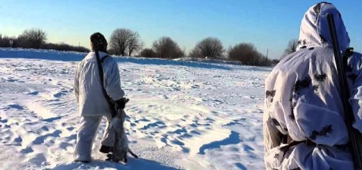 Охота на зайца зимой в Нижегородской области