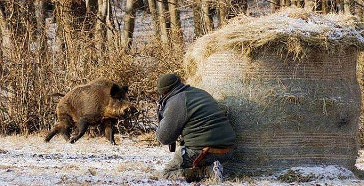 Как охотиться на кабана