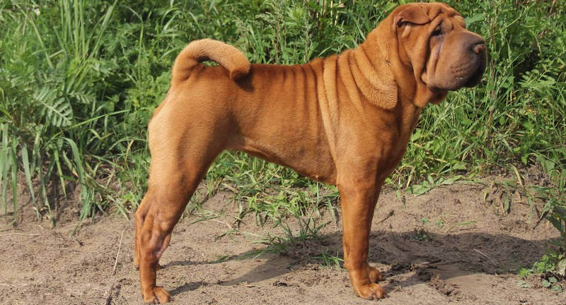 Шарпей