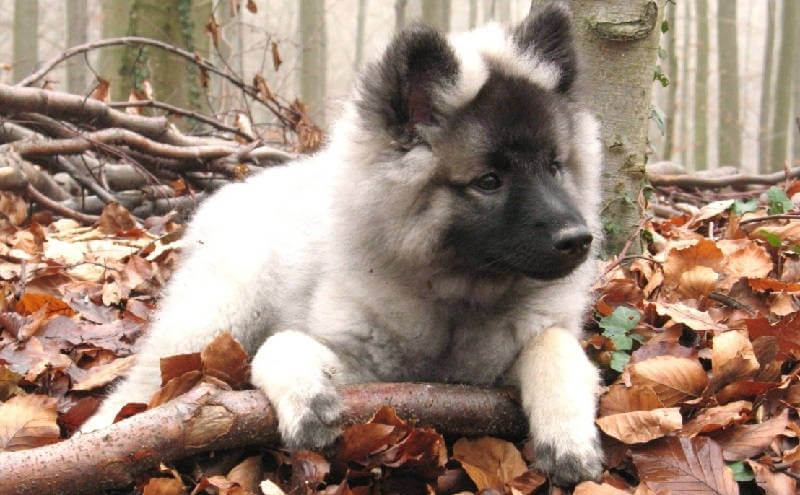 Кеесхонд