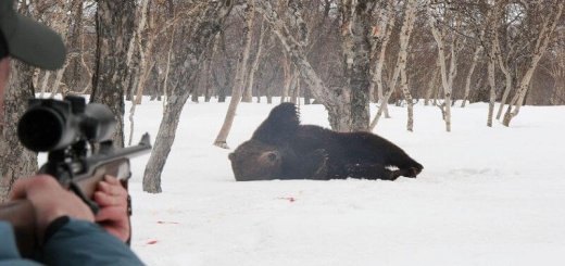 Охота на медведя