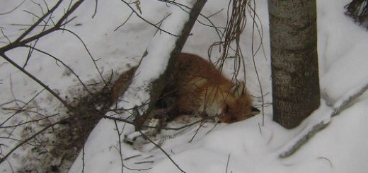 Охота на лису капканом