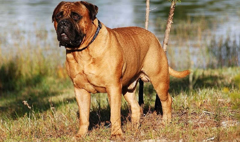 Бульмастиф