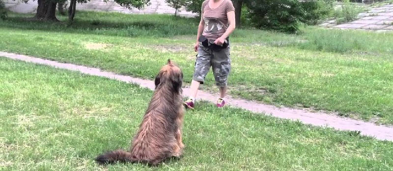 Дрессировка бриара