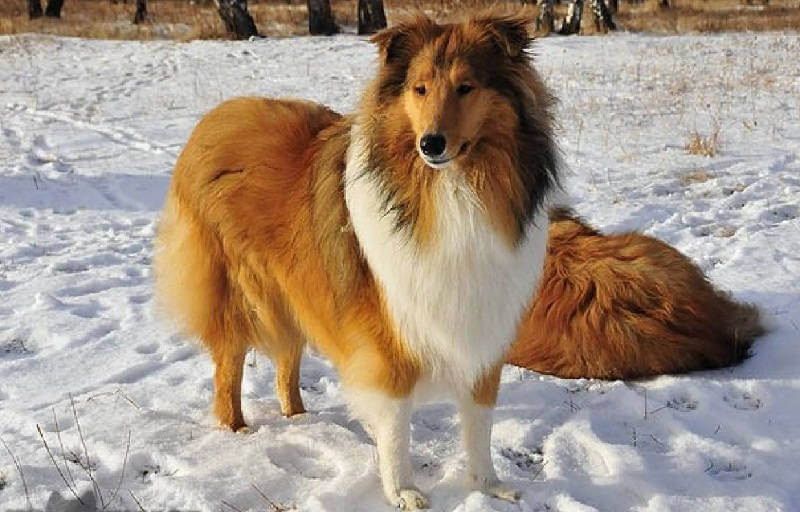 Колли