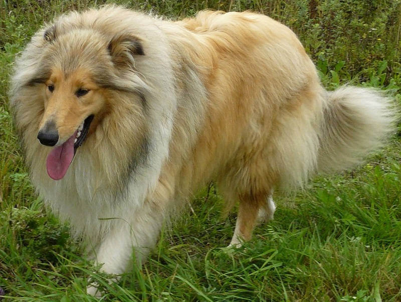 Колли