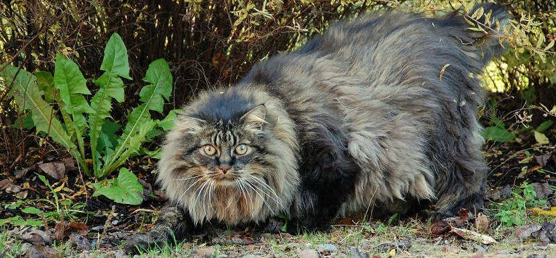 Норвежская лесная кошка