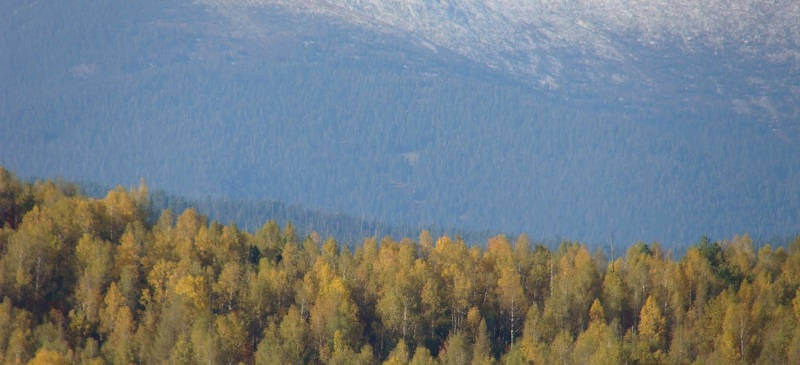 Охотничьи сайты